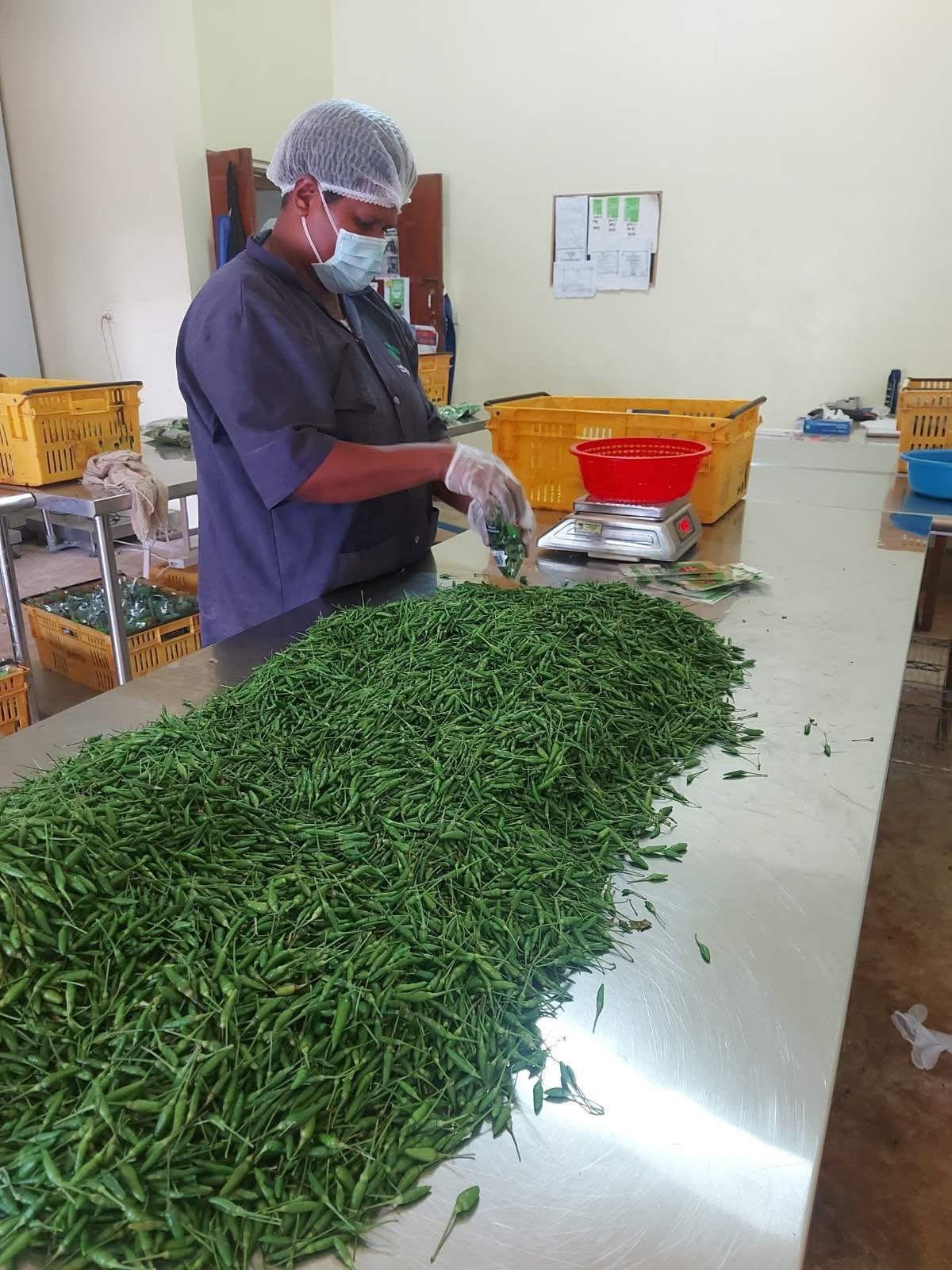 Bird's Eye Chillies